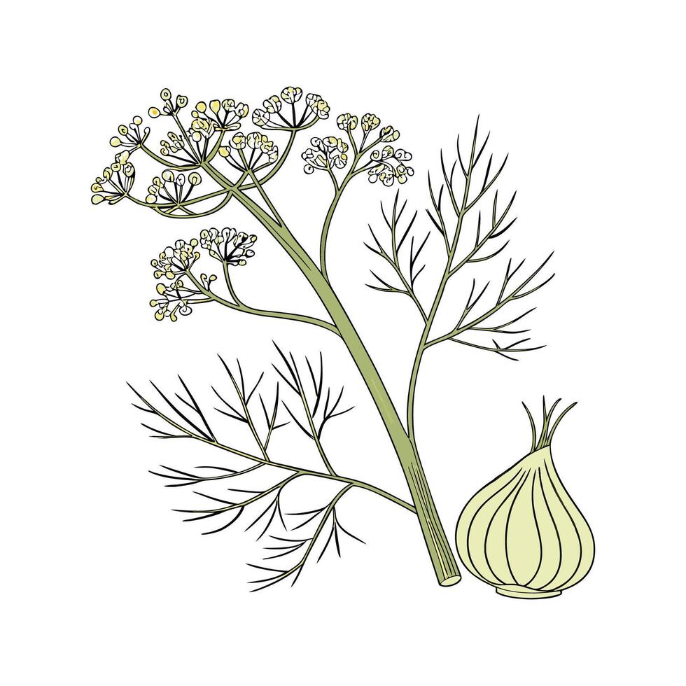 Elegant Fennel on Clean White vector