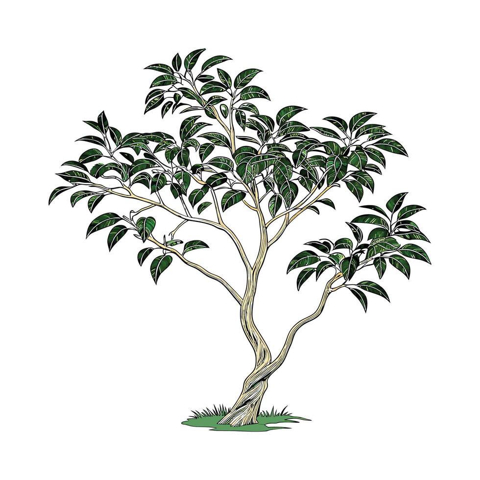 Ficus Benjamina Plant Display vector