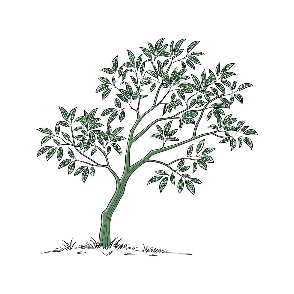 Elegant Ficus Benjamina on White vector