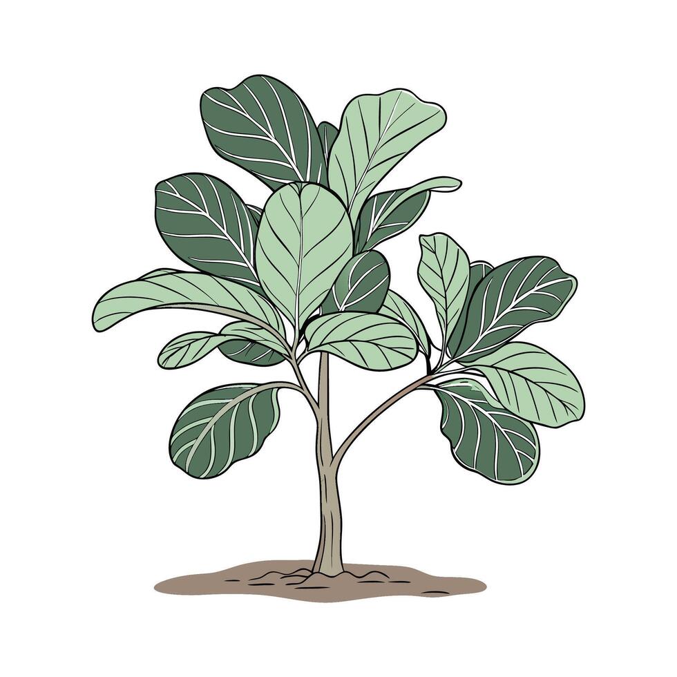 Fiddle Leaf Fig Plant Display vector