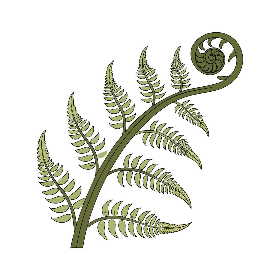 Elegant Fiddlehead Fern on White vector