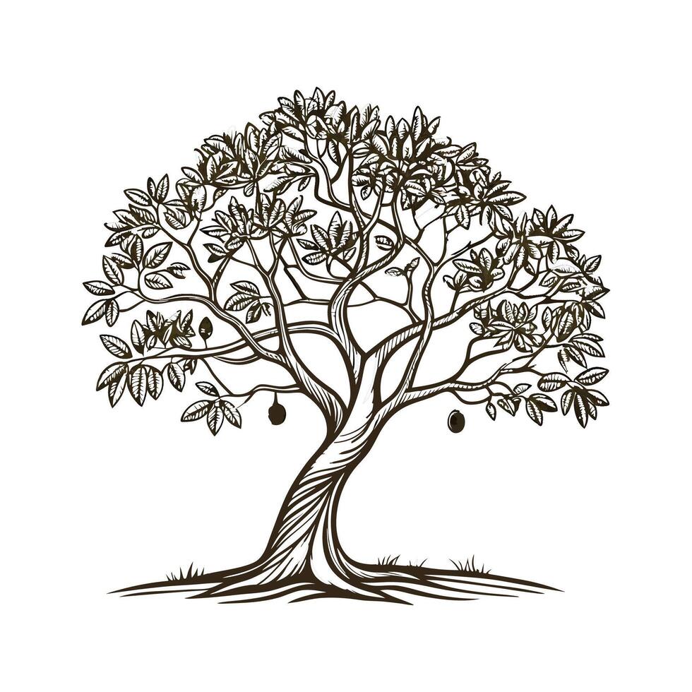 Beautiful Fig Tree Ficus on White vector