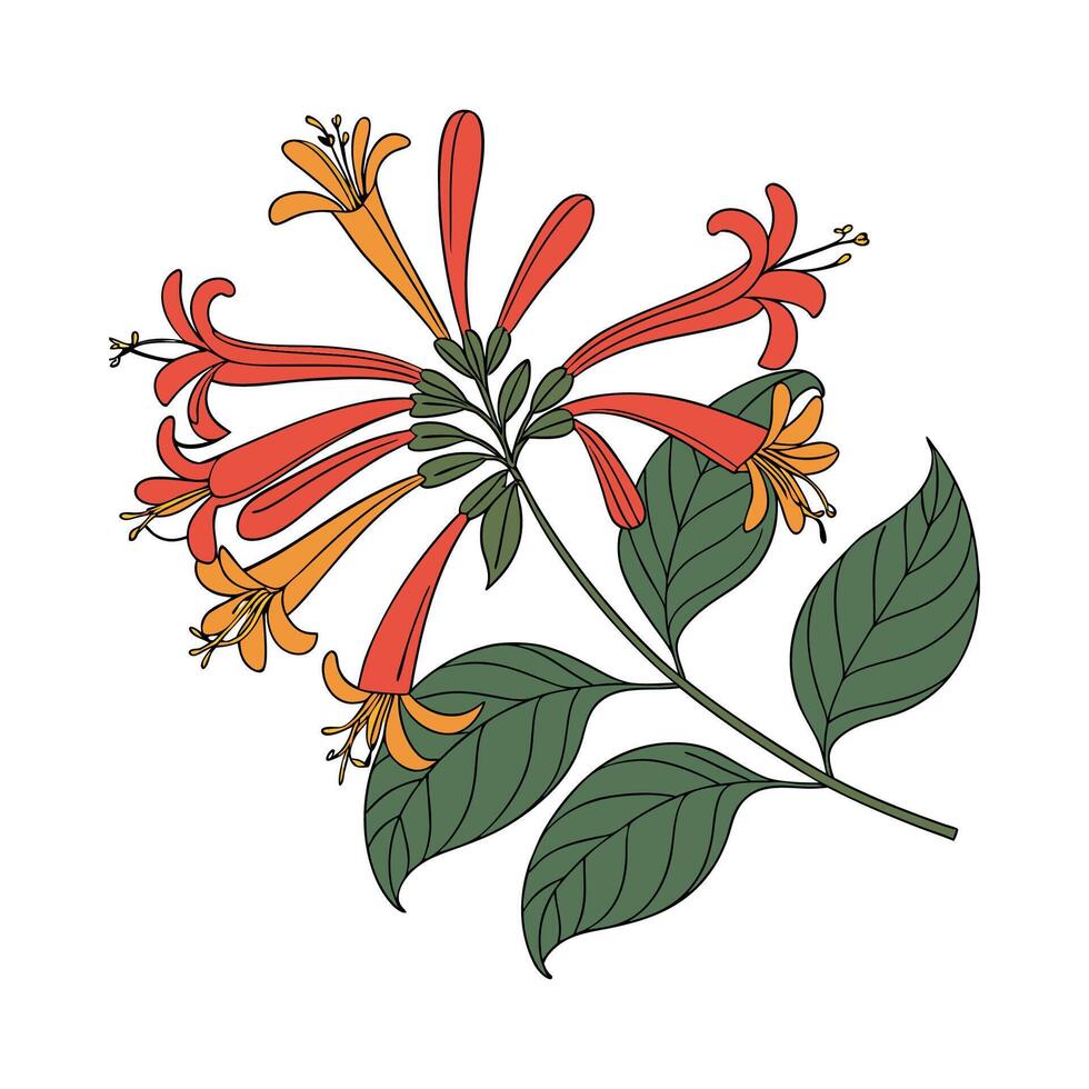 Elegant Firecracker Plant Display vector