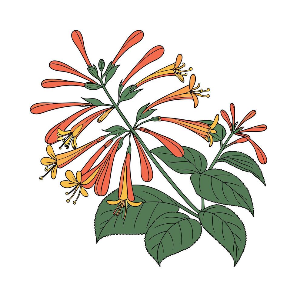 Beautiful Firecracker Plant on White vector