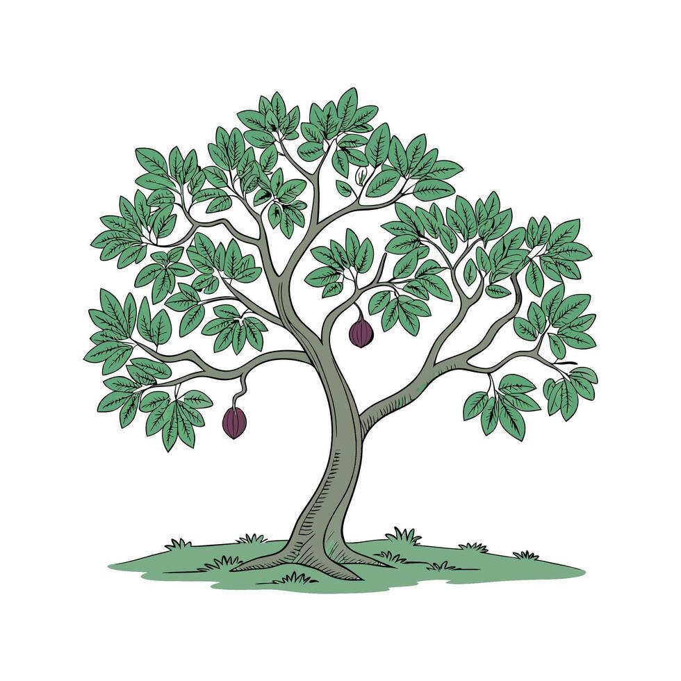 Vibrant Fig Tree Ficus on White vector