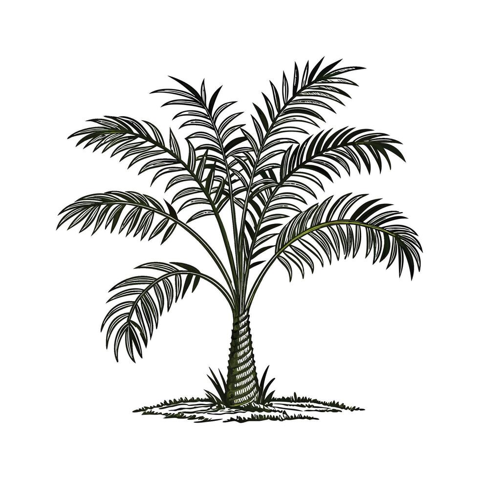 Vibrant Fishtail Palm on White vector