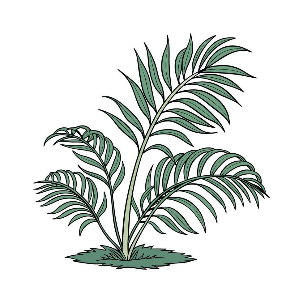 Elegant Fish Tail Palm on White vector
