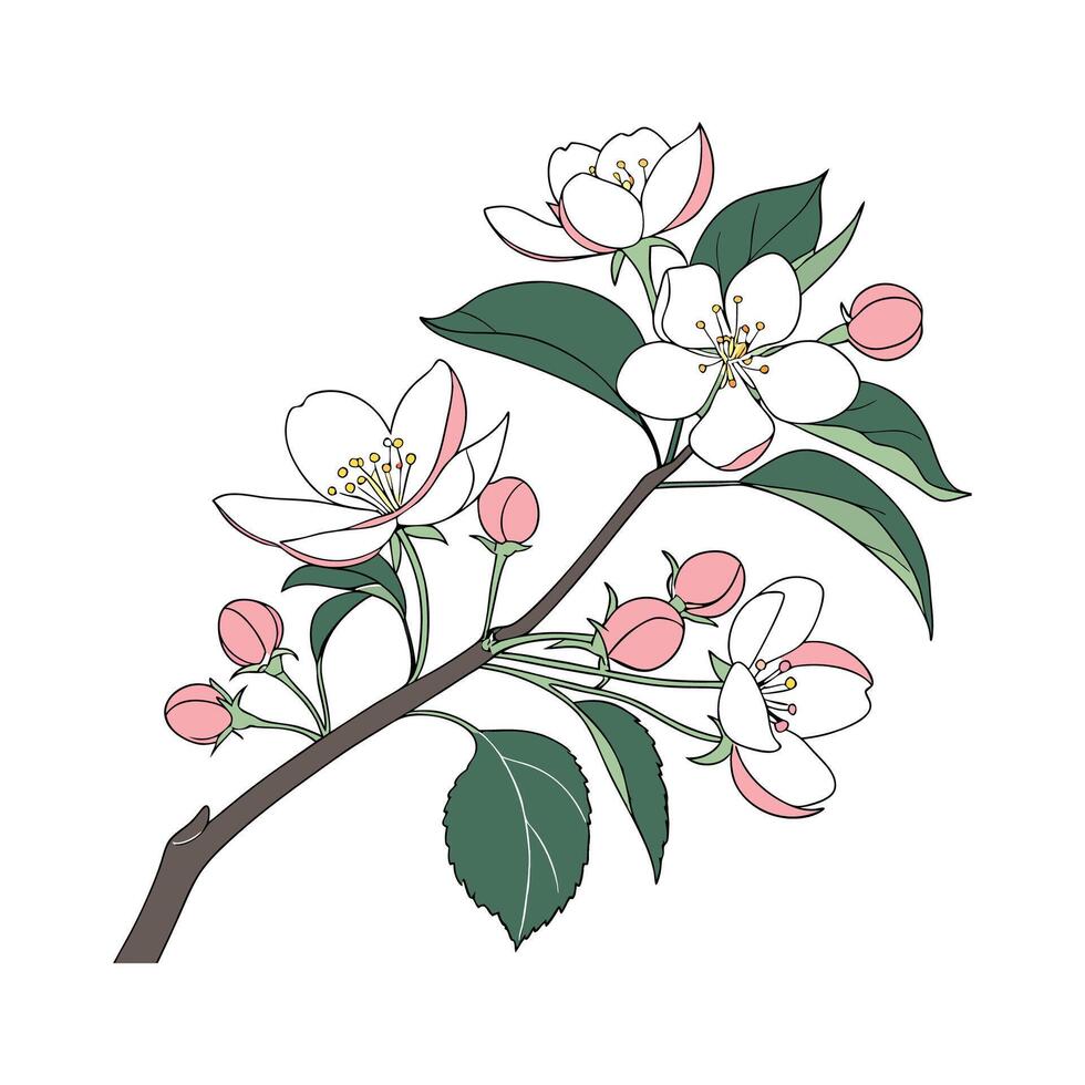 Beautiful Flowering Maple Plant Illustration vector