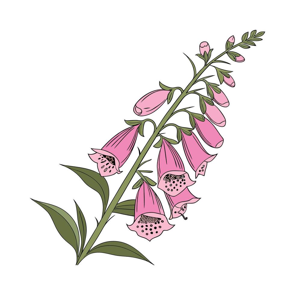 Elegant Foxglove Plant Illustration for Botanical Design vector