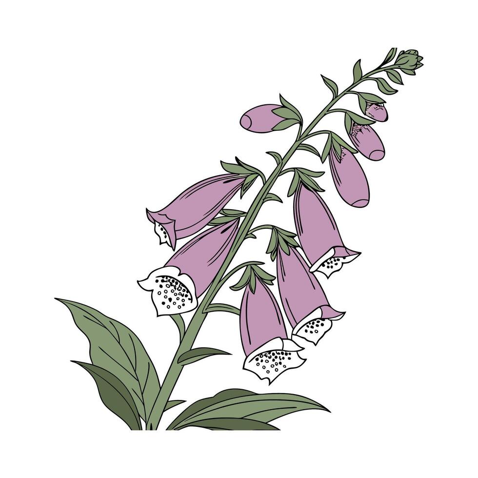 Stylish Foxglove Plant Botanical Illustration Design vector