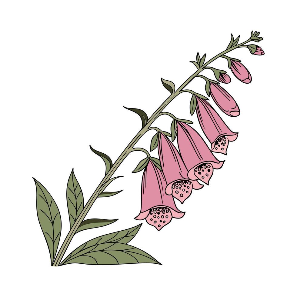 Foxglove Plant Attractive Illustration vector