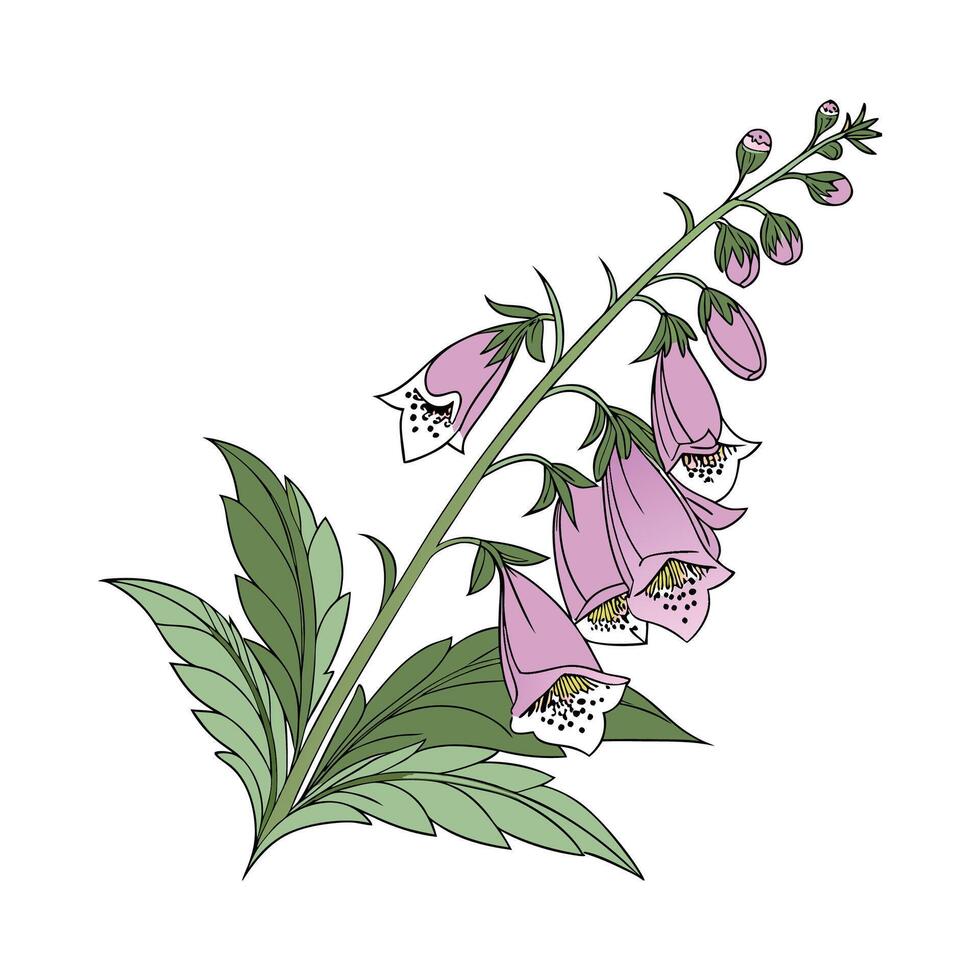 Charming Foxglove Plant Illustration Artwork vector
