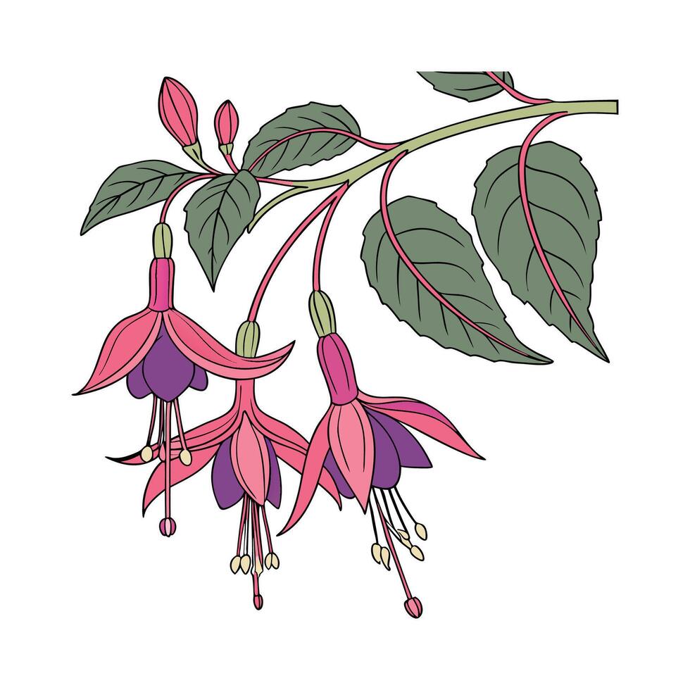 Elegant Fuchsia Magellanica Plant Art Design vector