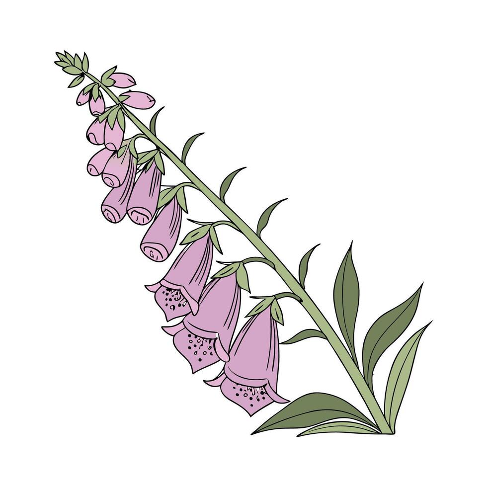 Illustrative Foxglove Plant Stunning Art vector