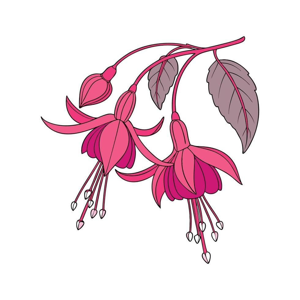 Charming Fuchsia Plant Vivid Art vector