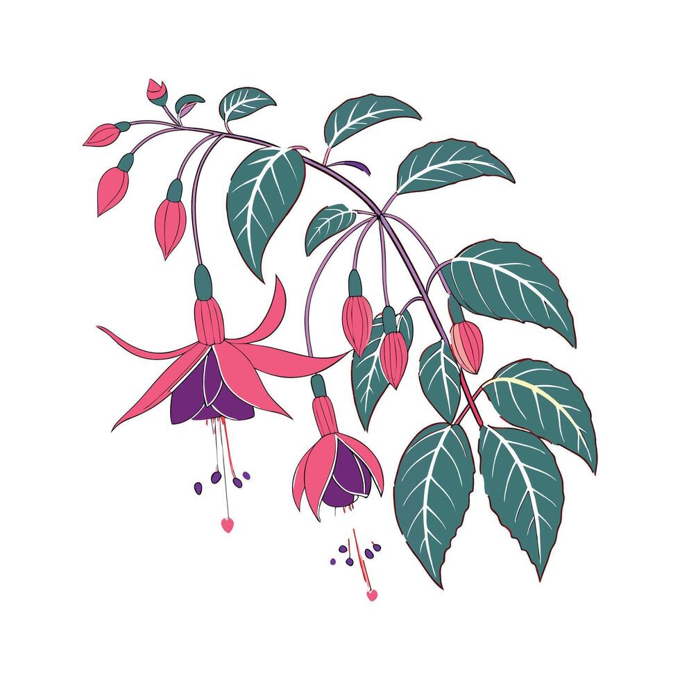 Beautiful Fuchsia Magellanica Plant Flora Illustration vector