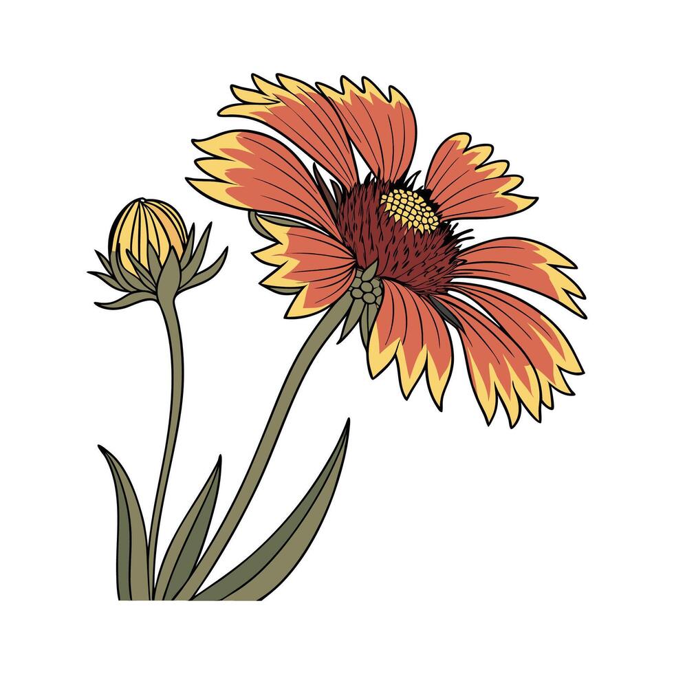 Elegant Gaillardia Flower Illustration for Art Design vector