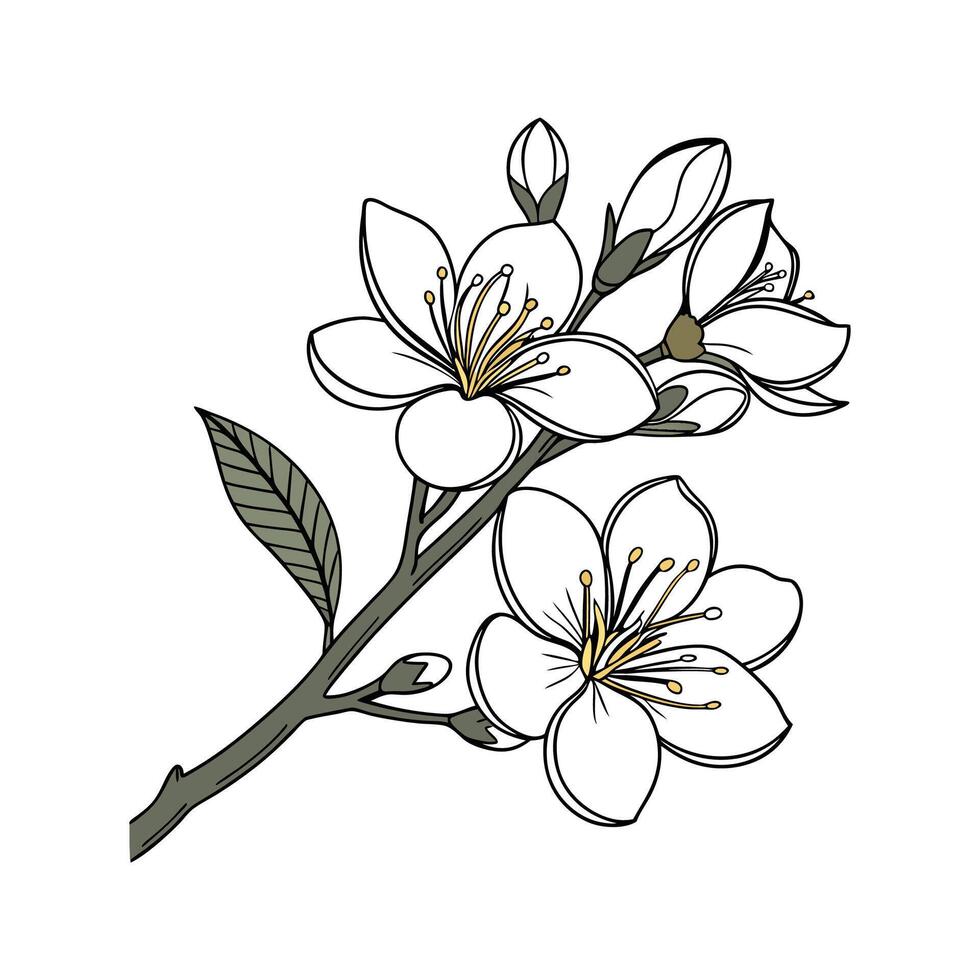 Gardenia Flower Botanical Illustration Art vector
