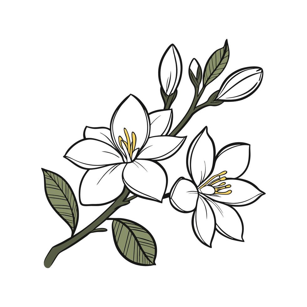 Stylish Gardenia Flower Botanical Art Design vector