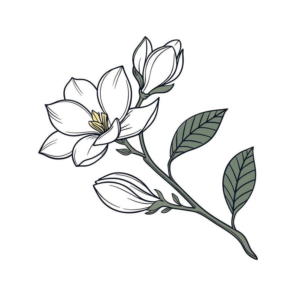 Vibrant Gardenia Flower Botanical Illustration vector