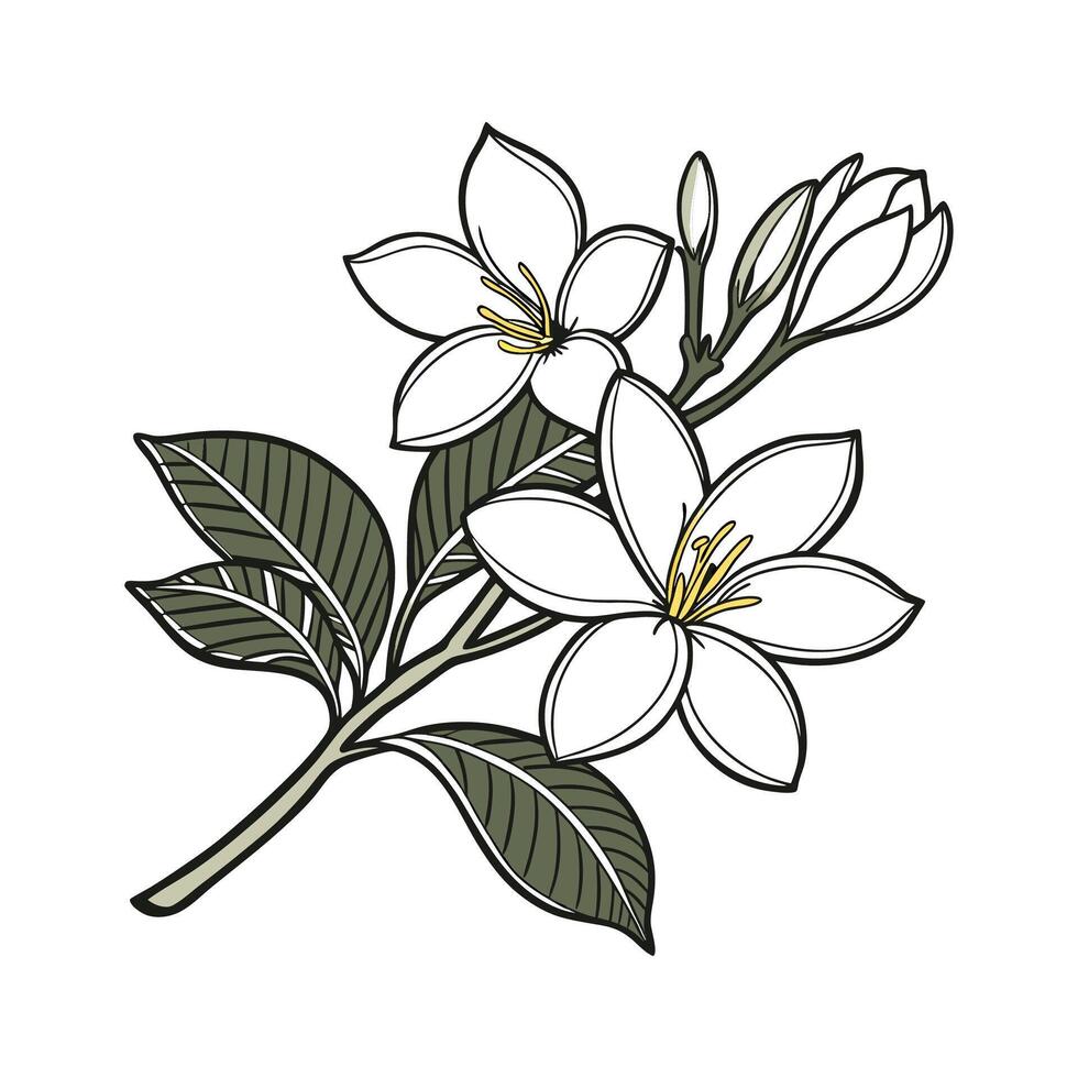 Stunning Gardenia Flower Illustration for Art vector