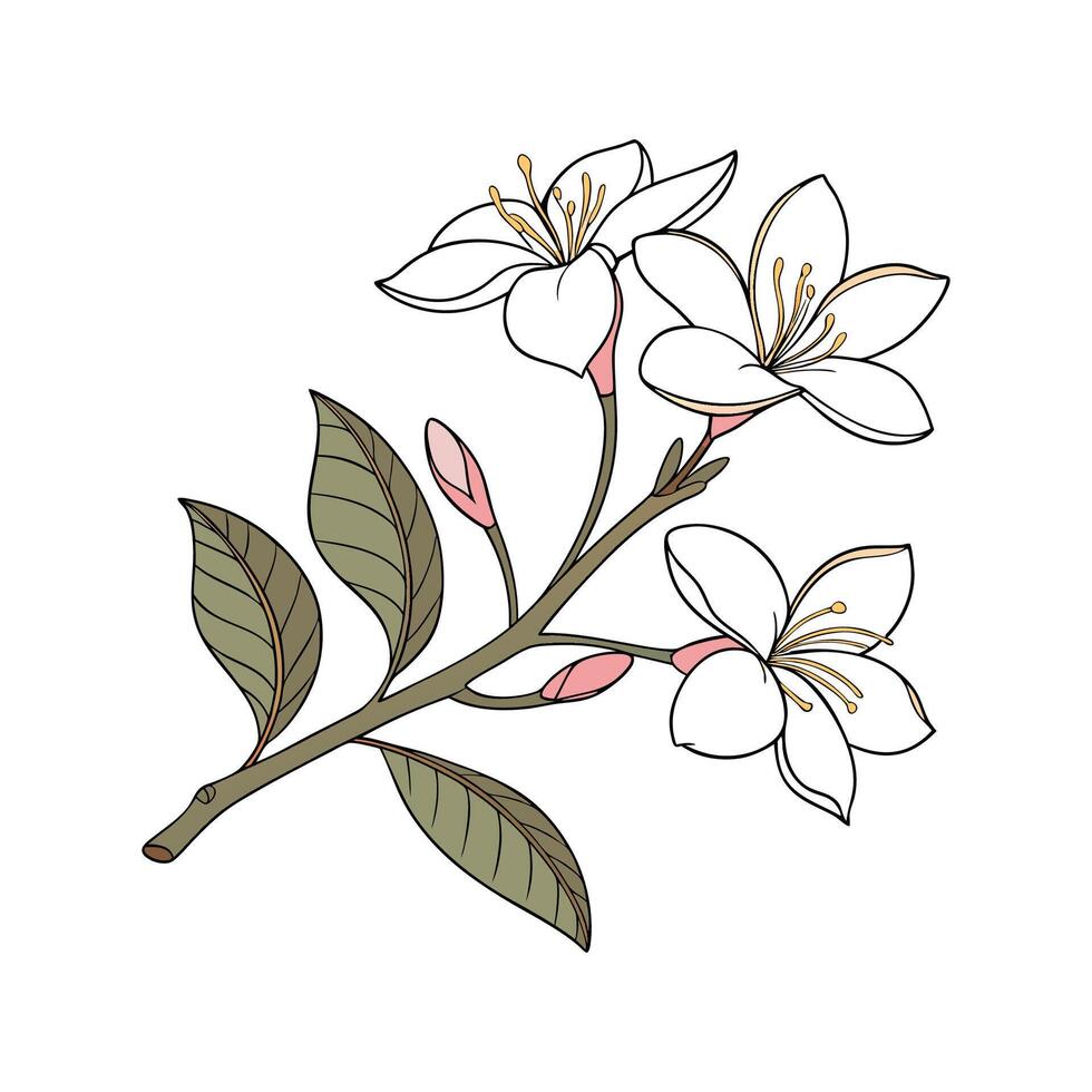 Stylish Gardenia Flower Illustration Display Art vector
