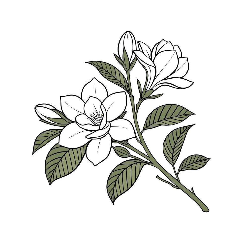Charming Gardenia Flower Unique Art Illustration vector