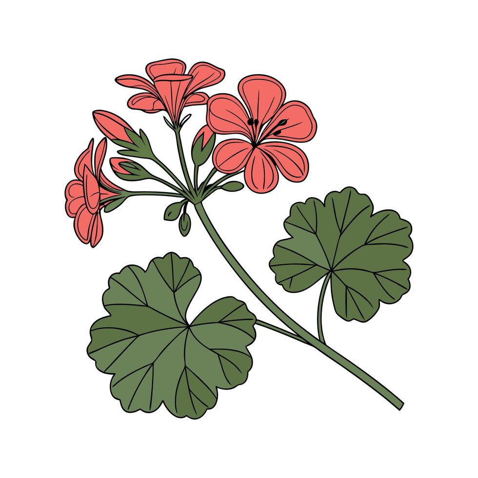 Elegant Geranium Flower Botanical Art Illustration vector