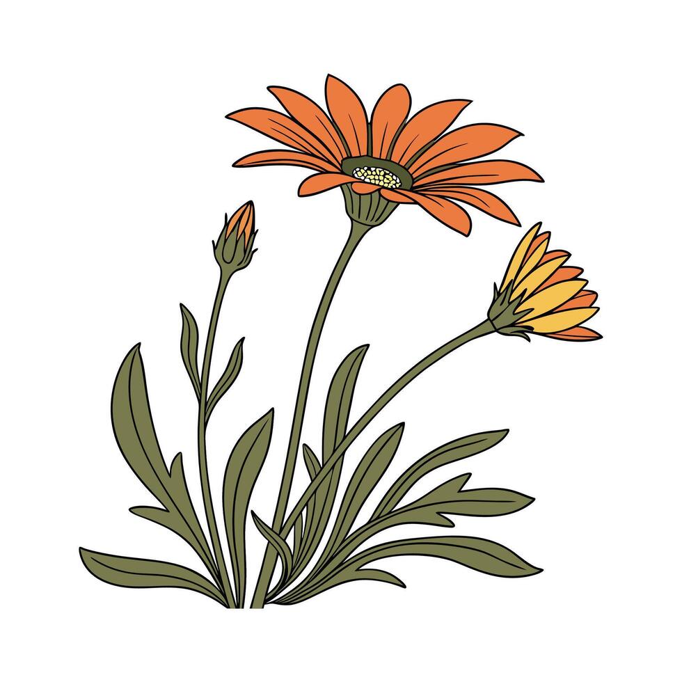 Elegant Gazania Flower Botanical Art Illustration vector