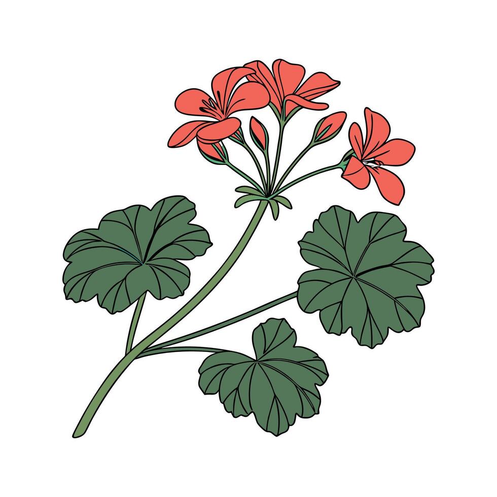Charming Geranium Flower Artistic Illustration Design vector