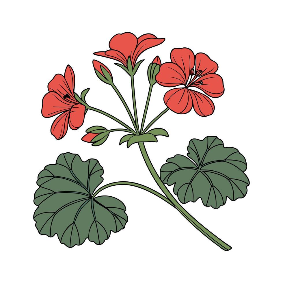 Beautiful Geranium Flower Artwork for Decorative Design vector