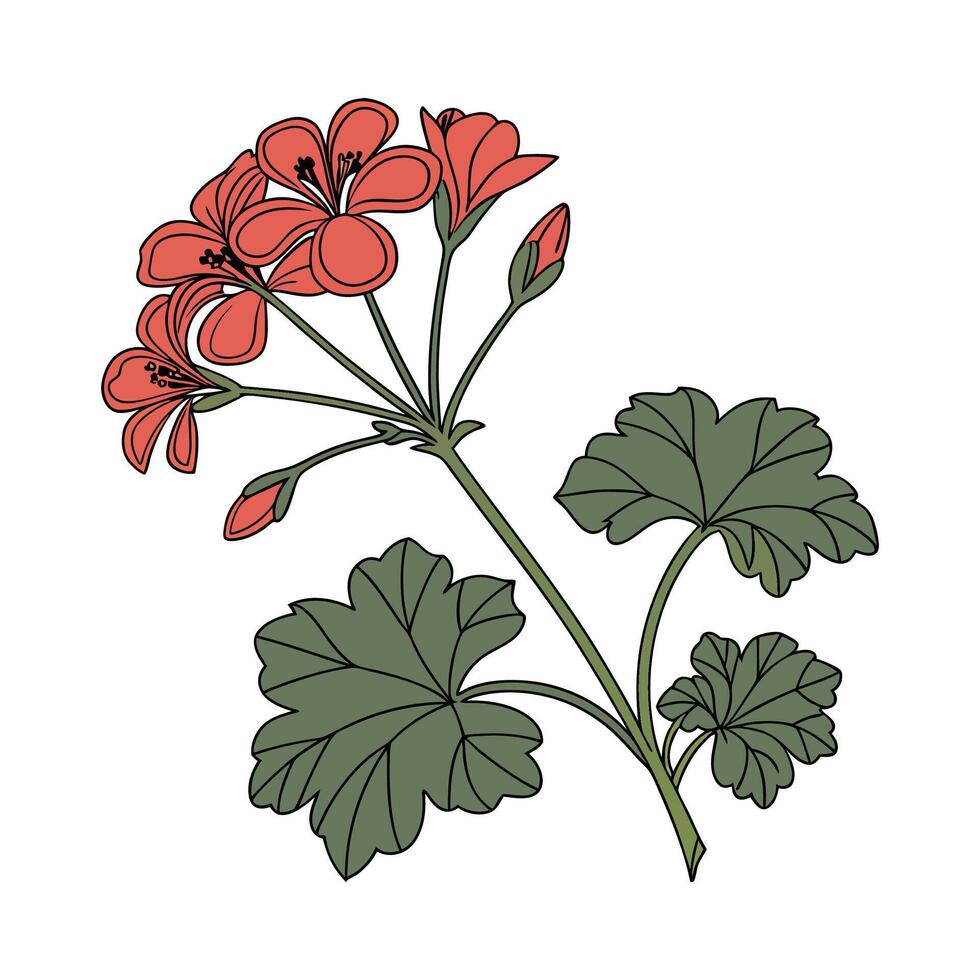 Charming Geranium Flower Unique Artwork vector
