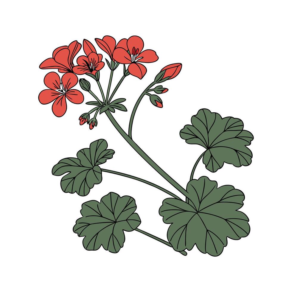 Stylish Pelargonium Flower Illustration for Art Display vector