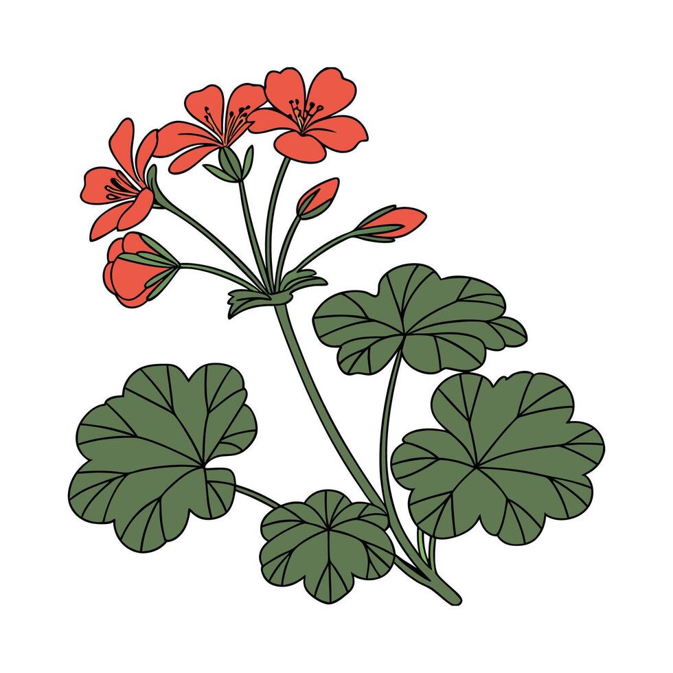 Charming Pelargonium Flower Artistic Illustration Design vector