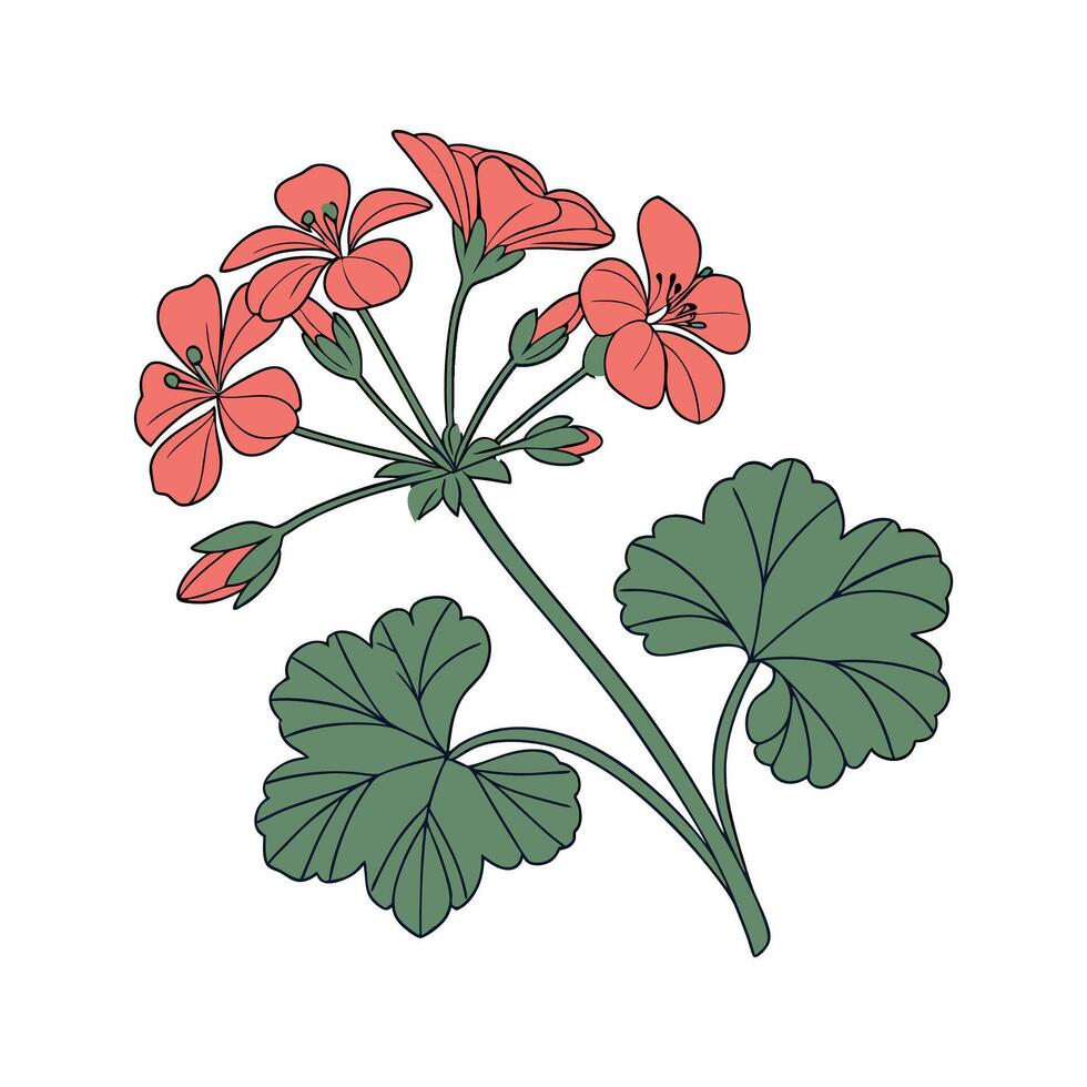 Stylish Geranium Flower Illustration for Home Decor vector