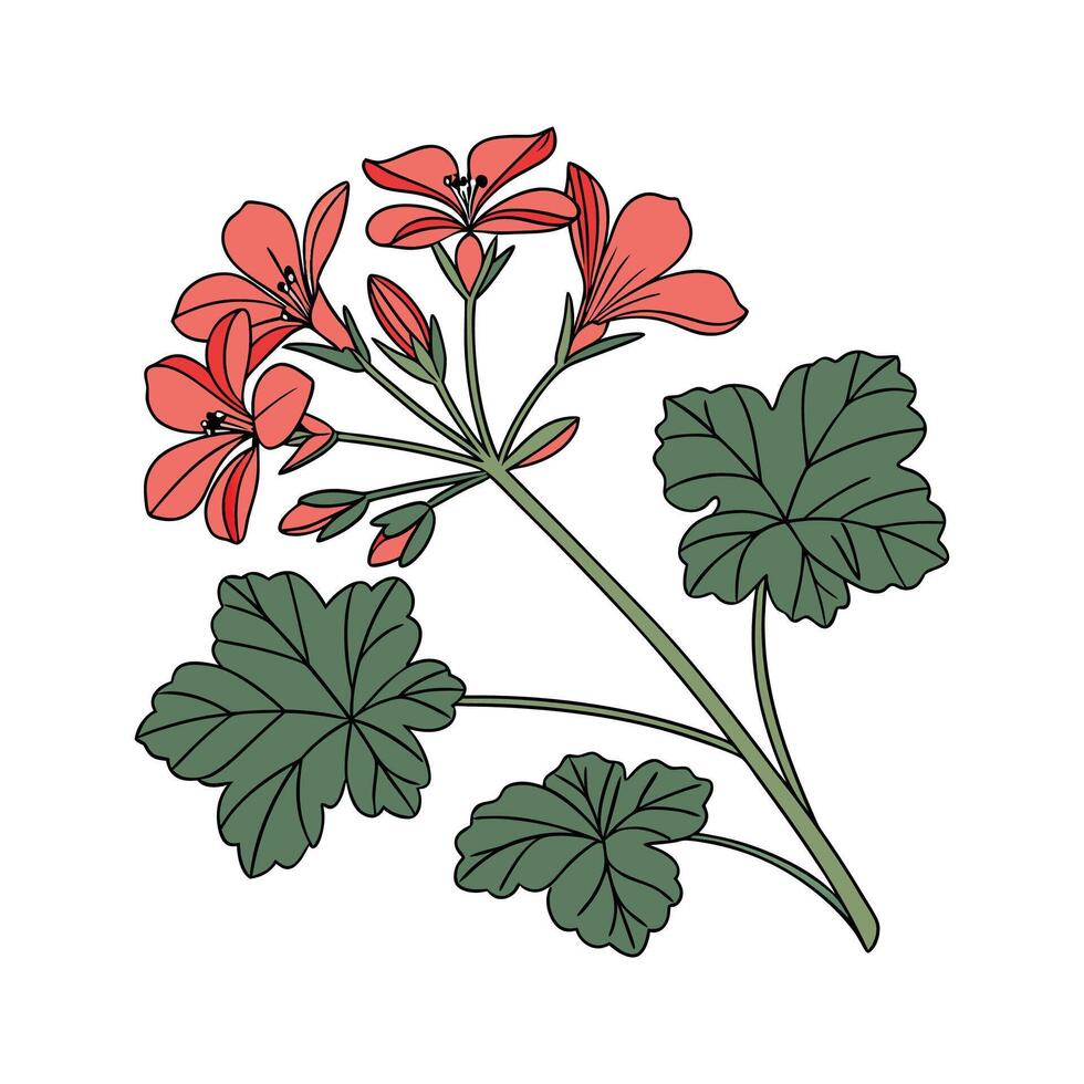 Elegant Pelargonium Flower Botanical Art Illustration vector