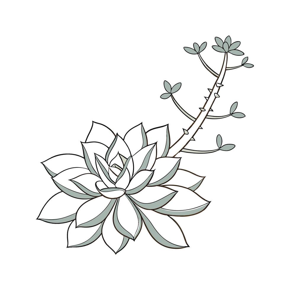 Ghost Plant Botanical Art Illustration Design vector