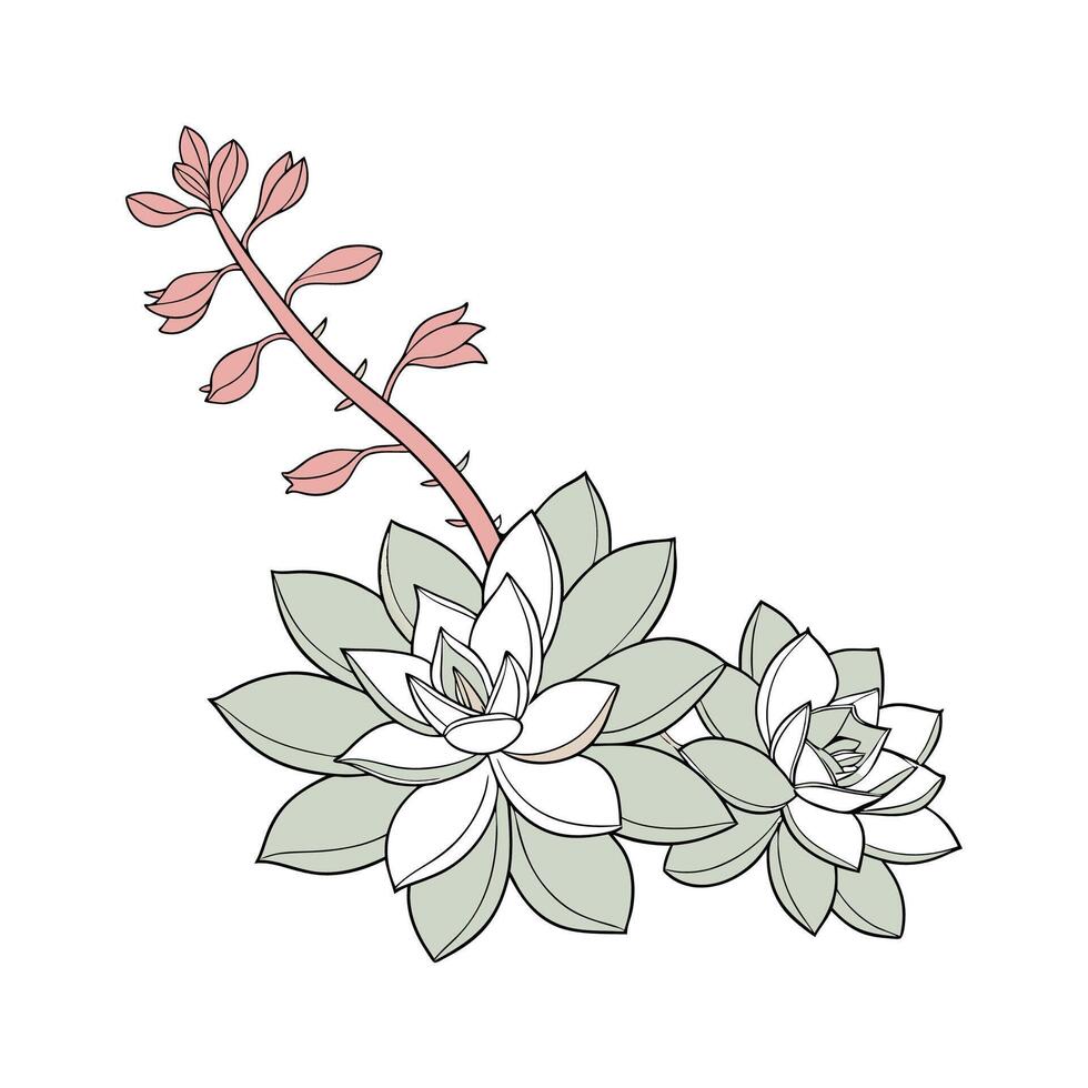 Stylish Ghost Plant Botanical Illustration Design vector
