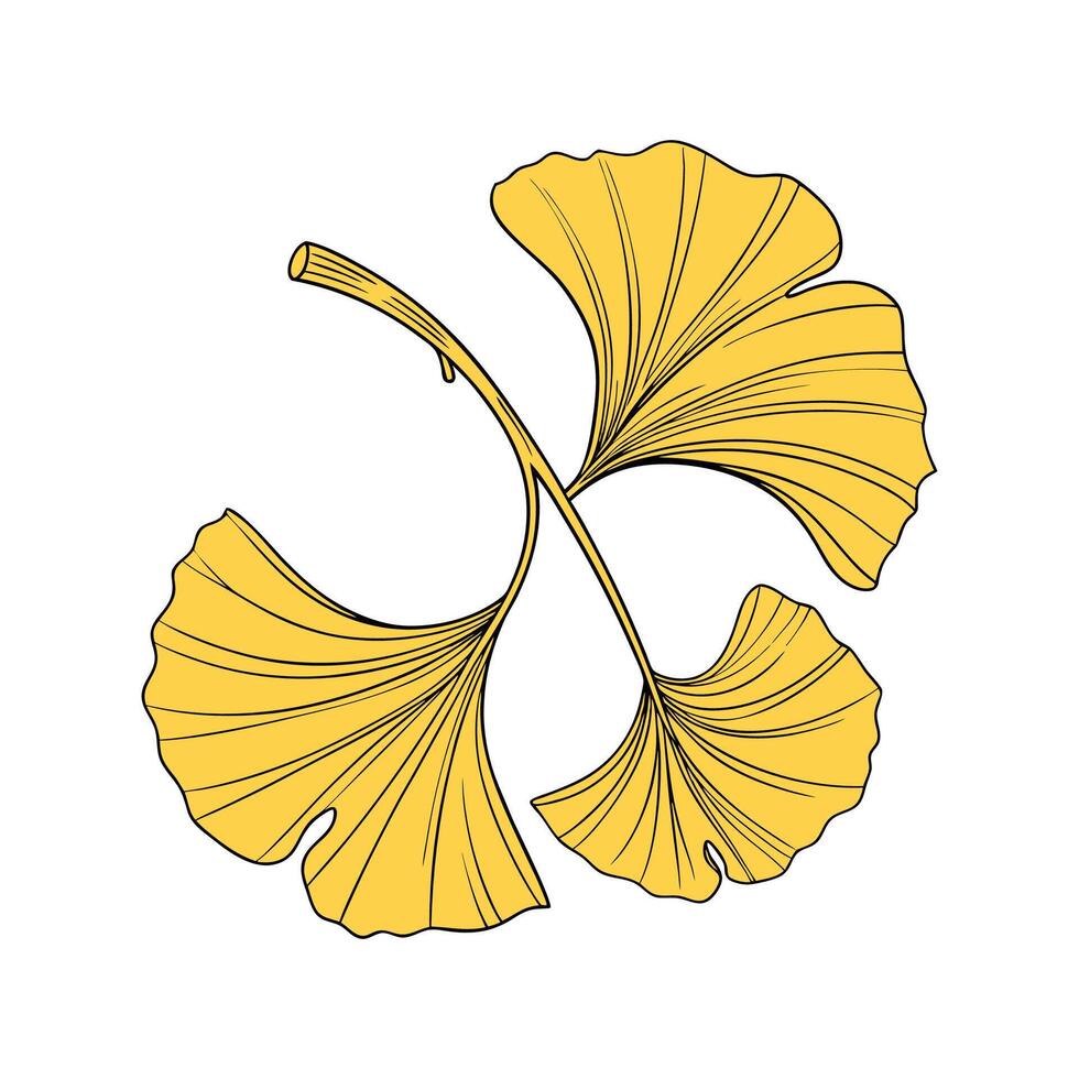 Elegant Ginkgo Biloba Plant Botanical Art Design vector