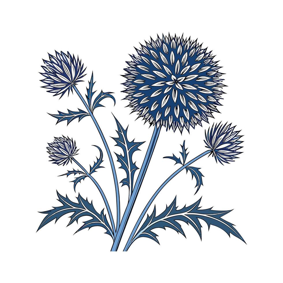 Beautiful Echinops Globe Thistle Artwork vector