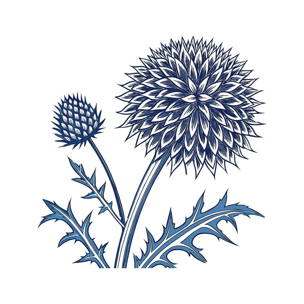Echinops Globe Thistle Plant Visualization vector
