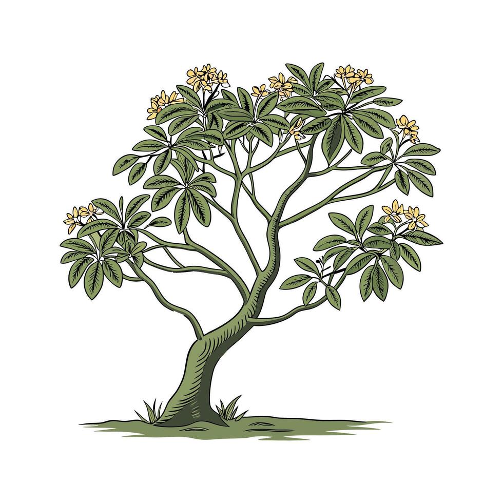 Stunning Gold Coast Plant Design vector