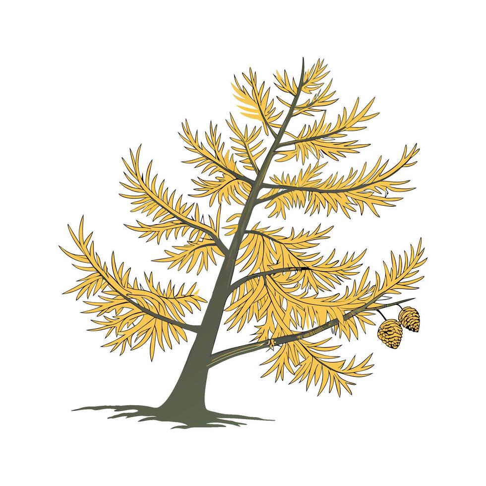 Macrocarpa Cupressus Plant Artwork vector