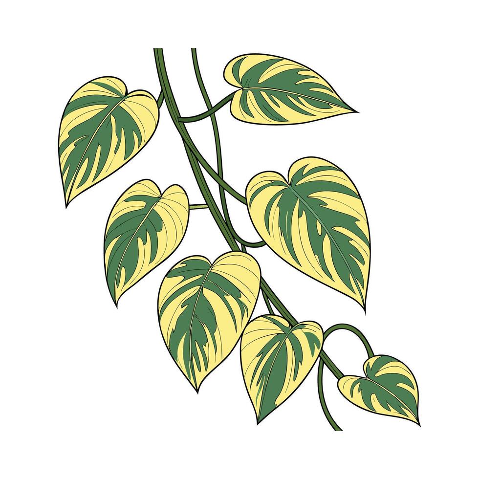 Golden Pothos Illustration Visualization vector