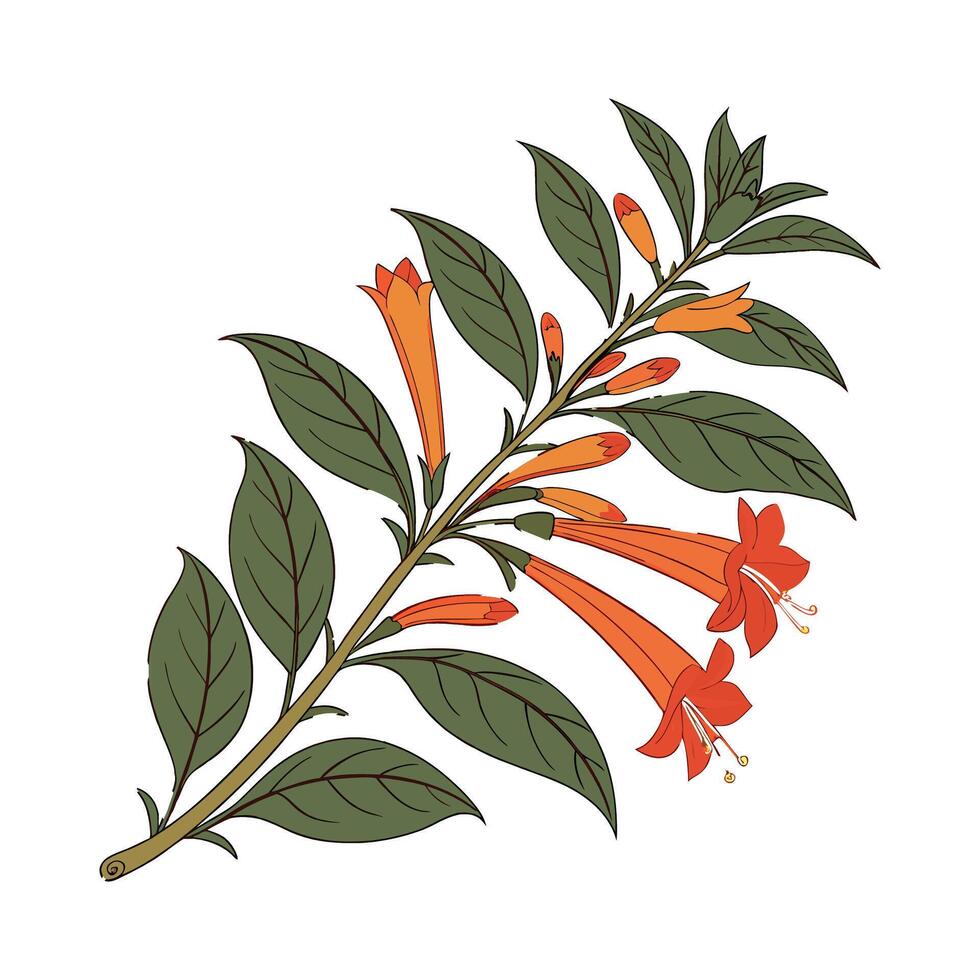 Stunning Goldfish Plant Illustration vector