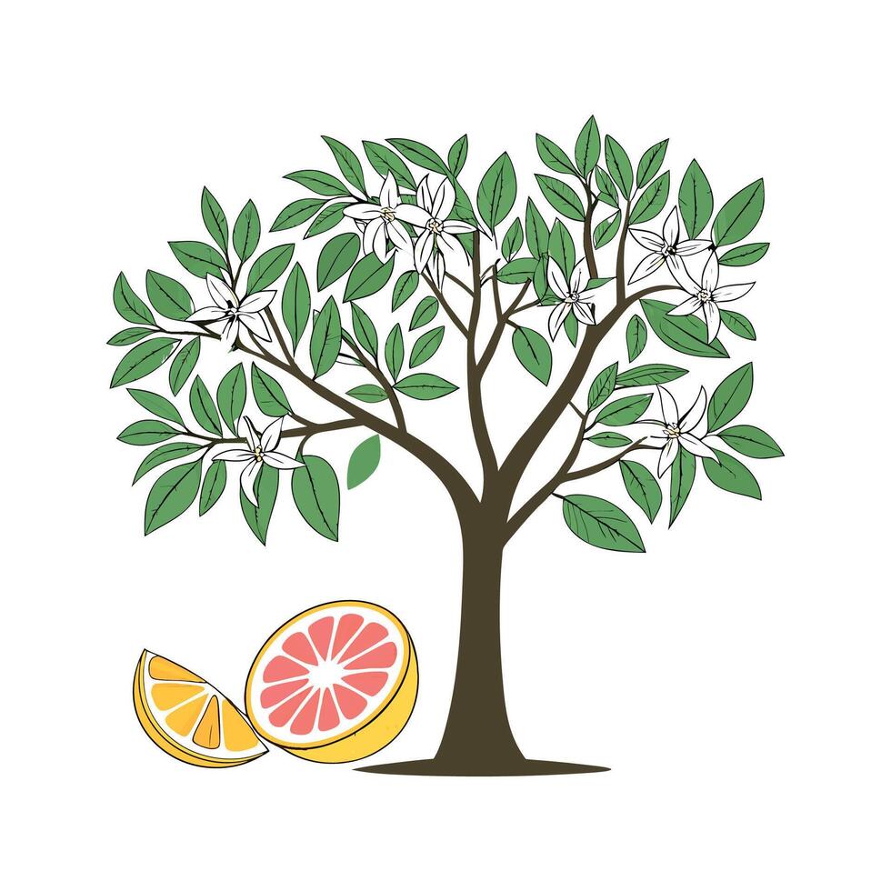 Artistic Grapefruit Tree Visualization vector