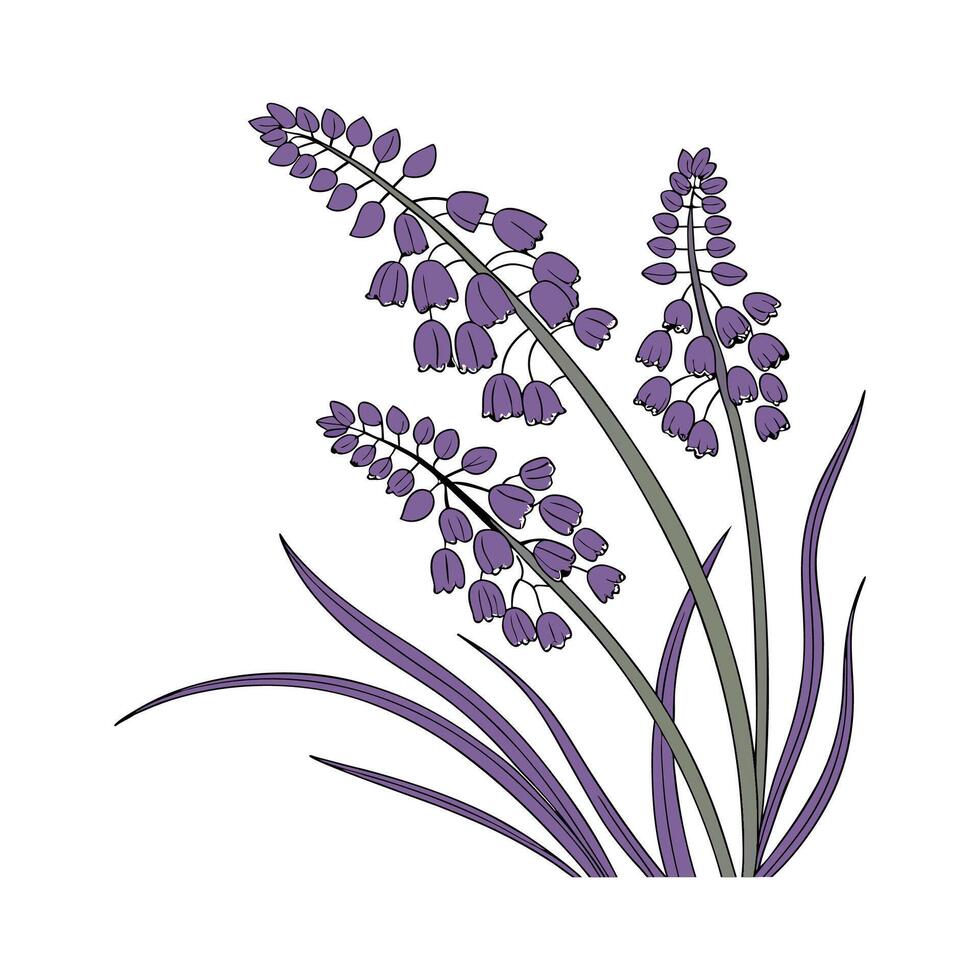 Vibrant Grape Hyacinth Plant Design vector