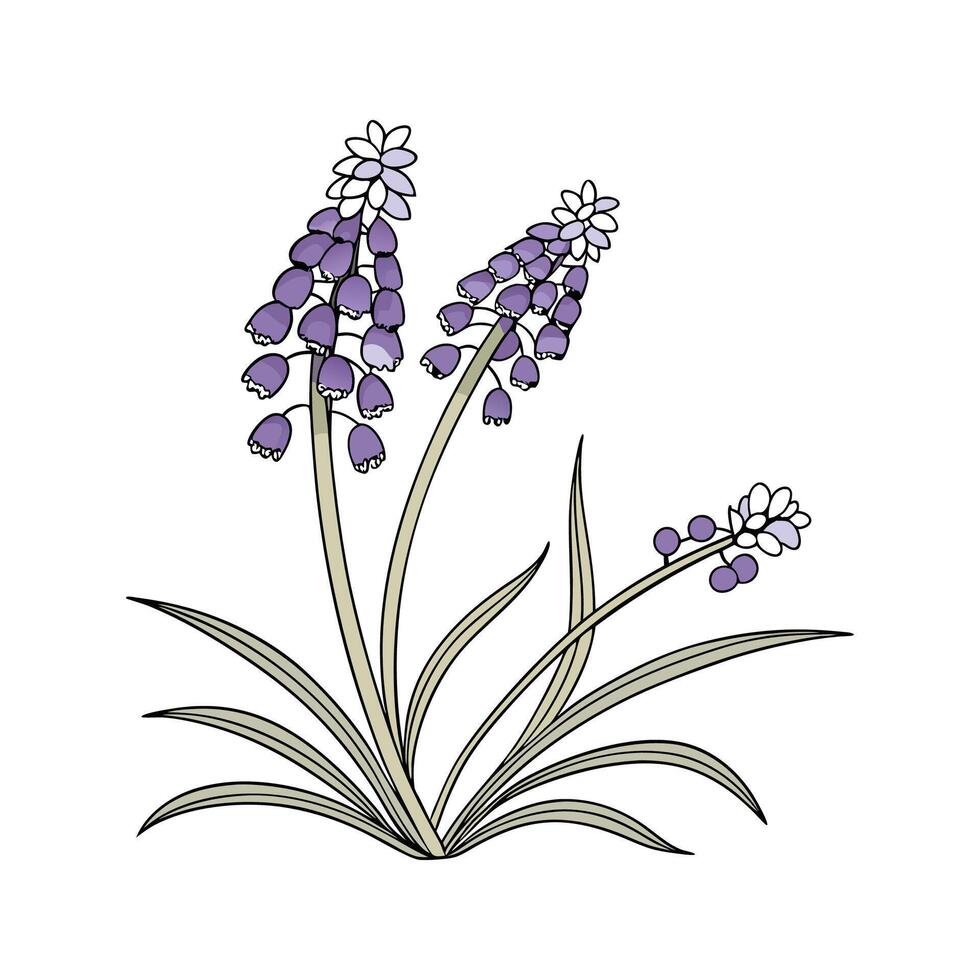 Grape Hyacinth Flower Illustration vector
