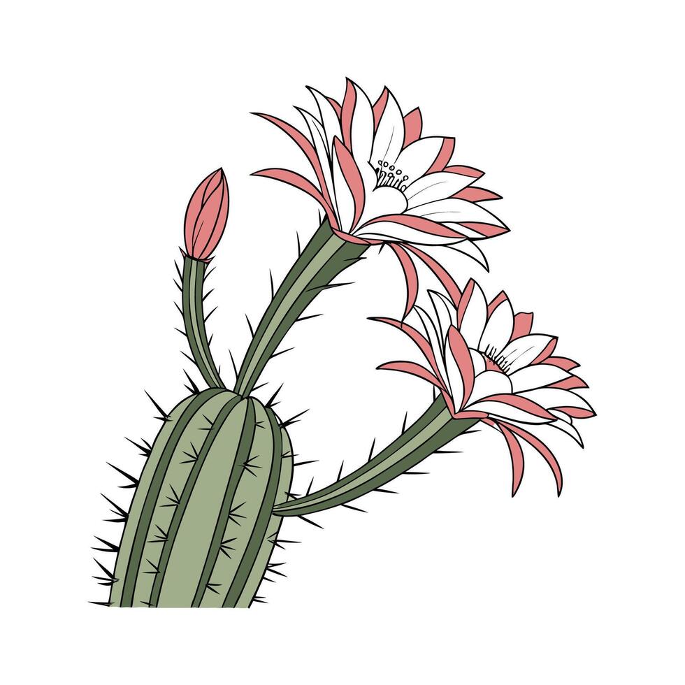 Grafted Cactus Plant Visualization vector