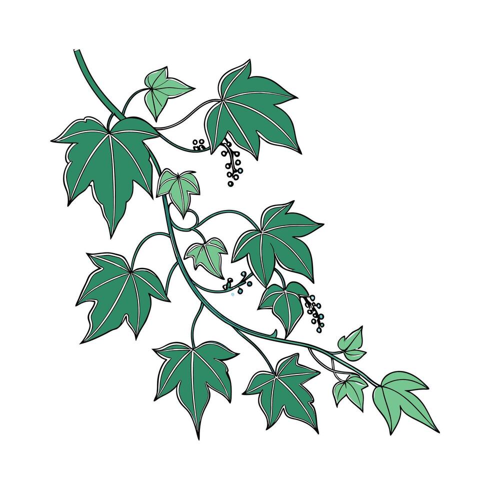 Artistic Grape Ivy Cissus Design vector